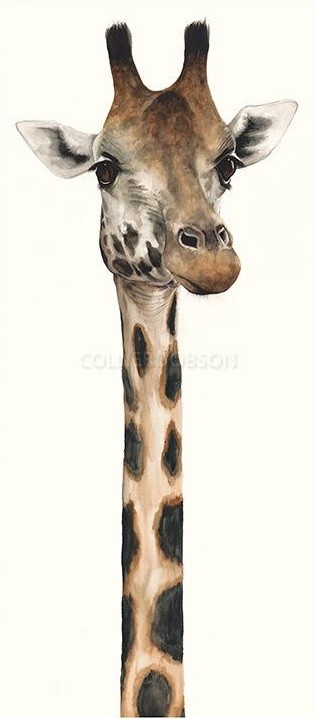 Tall, Dappled and Handsome Dominique Salm