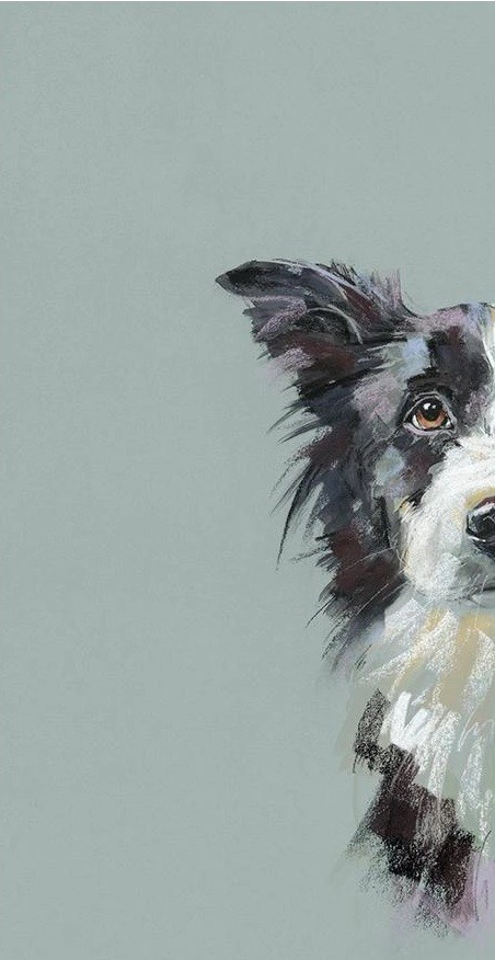 Curious Collie Nicky Litchfield
