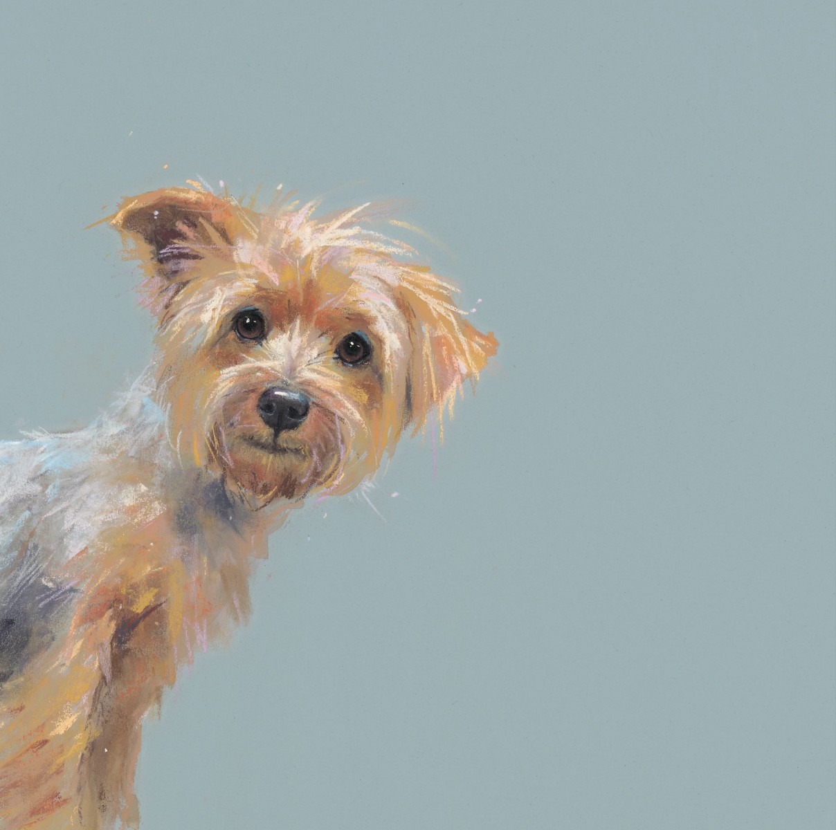 Yorkie Nicky Litchfield