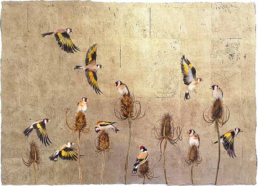 Seeds of Teasels charm the voices of birds Jackie Morris